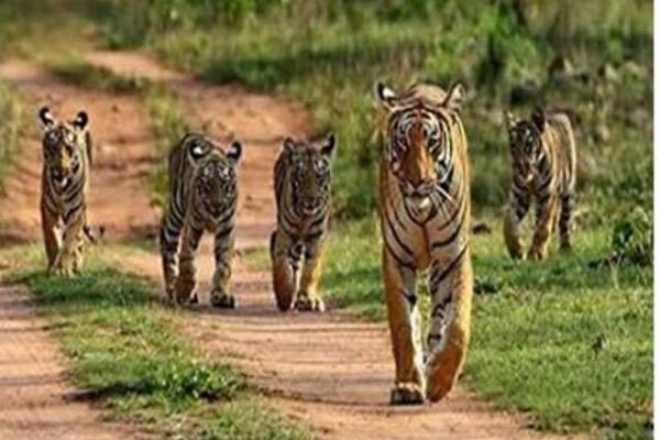 बांधवगढ़ टाइगर रिजर्व में बाघों को बचाने अंडरग्राउंड वायरिंग
