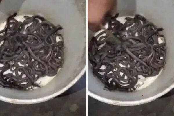 घर में चूहे के बिल से एक-एक कर निकले 100 कोबरा सांप तो दहशत में आ गए घर वाले